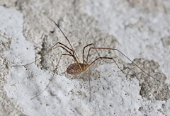 Opilio parietinus