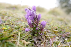 Gentianella styriaca