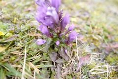 Gentianella styriaca