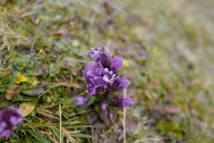 Gentianella styriaca