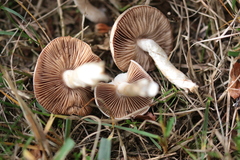 Agaricales