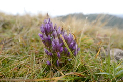 Gentianella styriaca