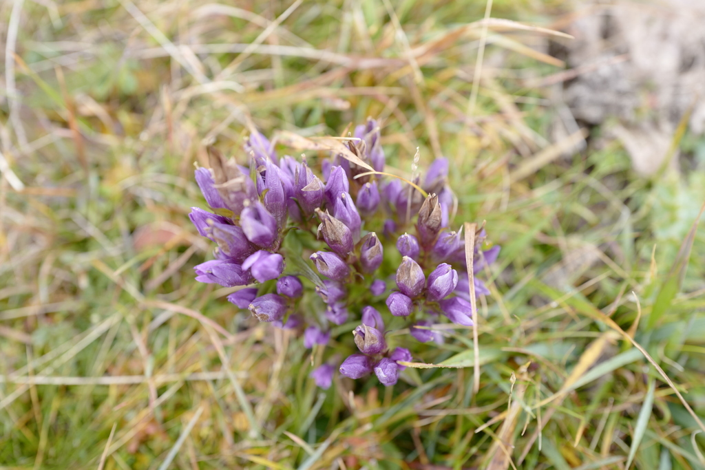 Gentianella styriaca
