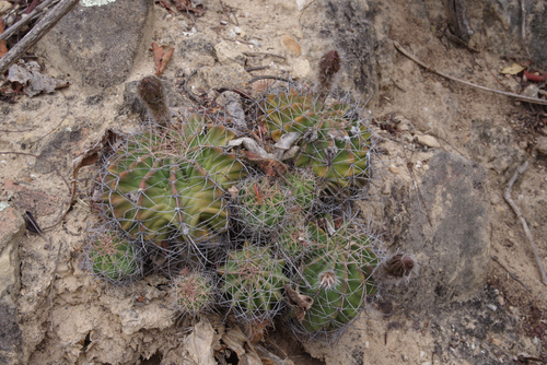 White spine cactus (Echinopsis boyuibensis)