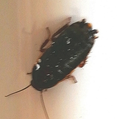 Loboptera canariensis