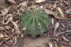 Echinopsis boyuibensis