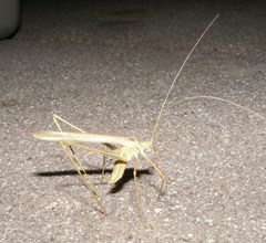Arethaea brevicauda
