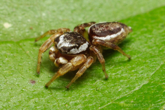 Pelegrina pervaga