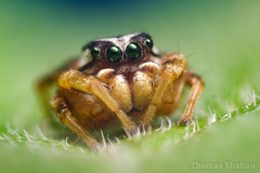 Pelegrina pervaga