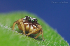 Pelegrina pervaga