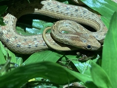 Dryophylax hypoconia