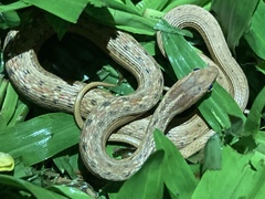 Dryophylax hypoconia