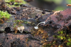 Mycena supina