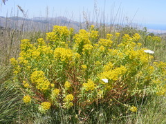 Euphorbia ceratocarpa