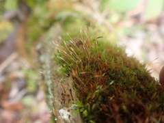 Tetraphis geniculata