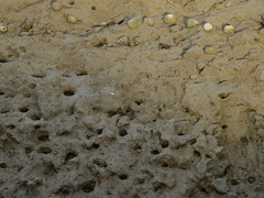 Amphibola crenata