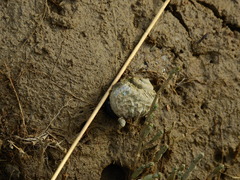 Amphibola crenata