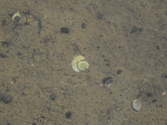 Amphibola crenata