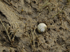 Amphibola crenata