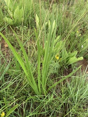 Hypoxis ludwigii