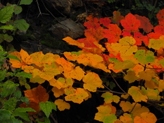 Acer opalus opulifolium