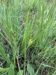 Hypoxis ludwigii
