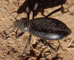 Eleodes sponsa