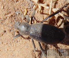 Eleodes sponsa