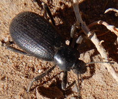 Eleodes sponsa