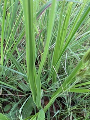 Hypoxis ludwigii
