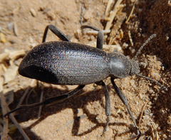 Eleodes sponsa