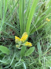 Hypoxis ludwigii