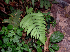 Pleocnemia irregularis