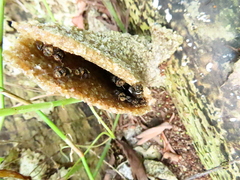 Homotrigona apicalis