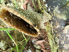 Homotrigona apicalis