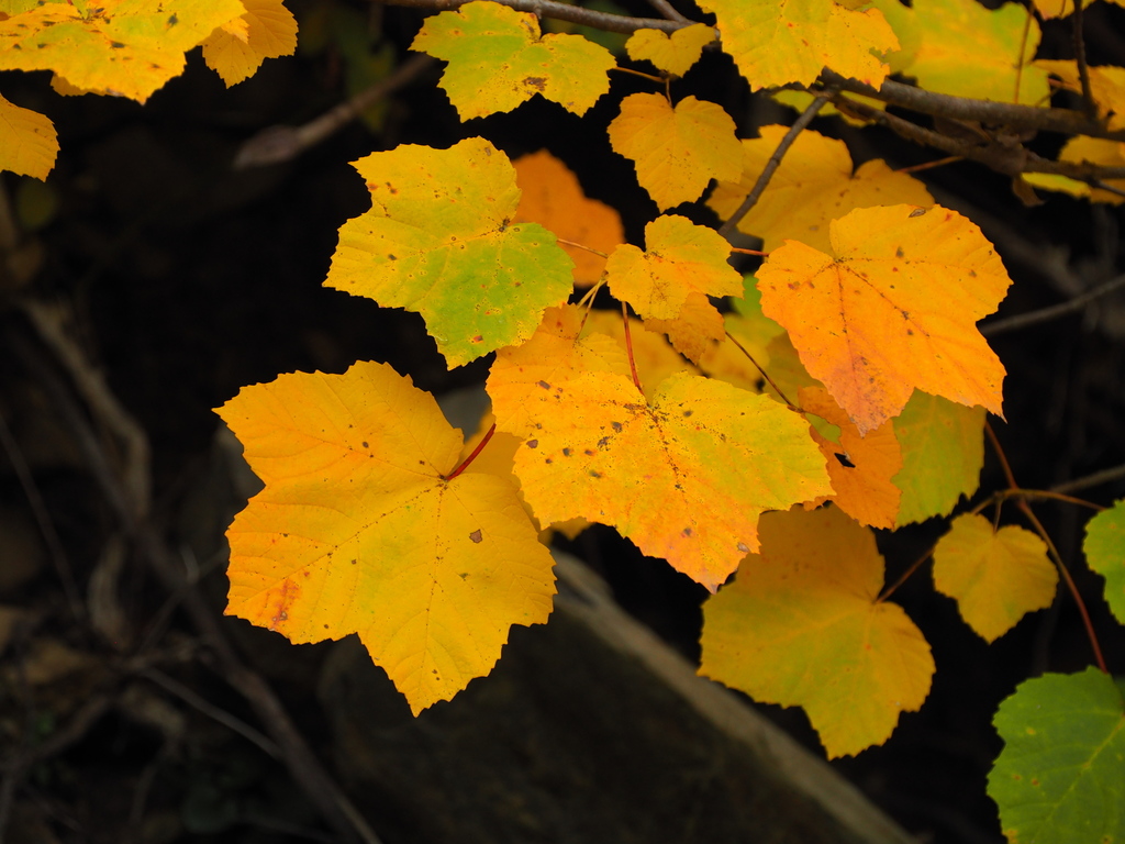 Acer opalus — an easy houseplant, prefers full sun light