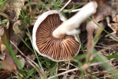 Agaricales