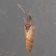 Sympherobius barberi