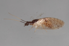 Sympherobius barberi