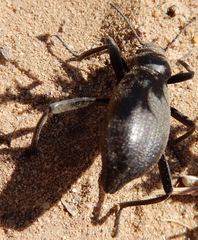 Eleodes sponsa