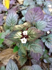 Plectranthus ciliatus