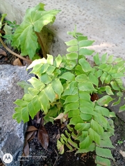 Adiantum trapeziforme