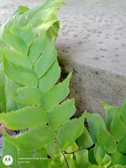 Adiantum trapeziforme