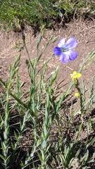 Linum nervosum