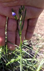 Linum nervosum