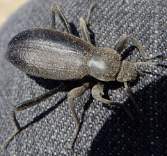 Eleodes sponsa