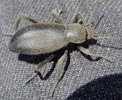 Eleodes sponsa