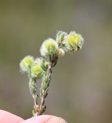 Erica capitata