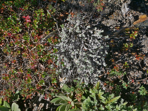 Image of Leontopodium microphyllum by (c) Jacy Chen, some rights reserved (CC BY)