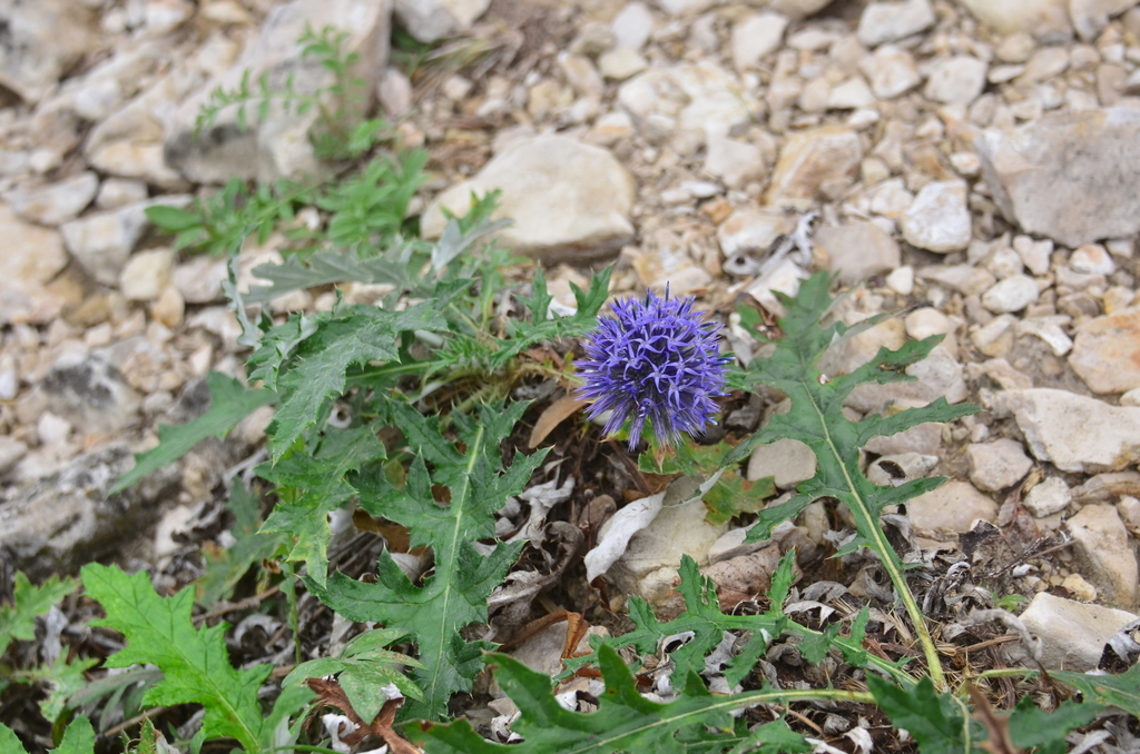 Echinops saksonovii